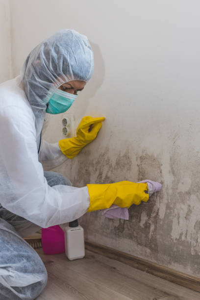 Trusted Rathdrum, ID Mold Removal Experts