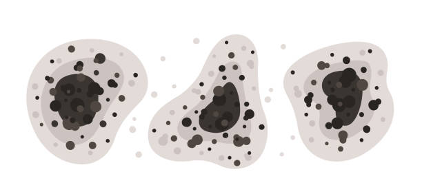 Mold Documentation for Insurance Claims in Rathdrum, ID