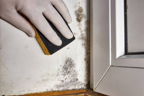 Best Emergency Mold Remediation  in Rathdrum, ID