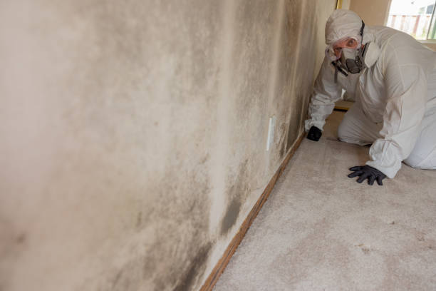Best Mold Odor Removal Services  in Rathdrum, ID